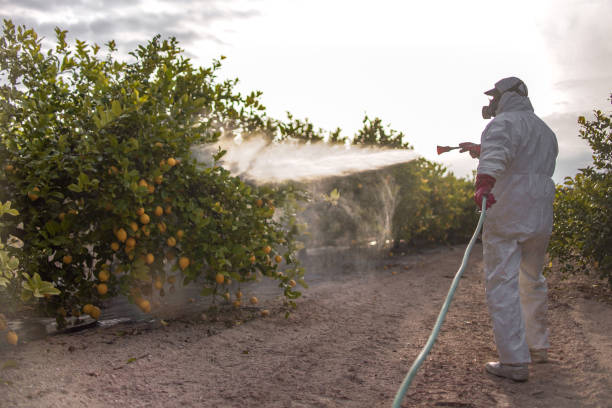 Best Ant Control Services  in Vincent, AL