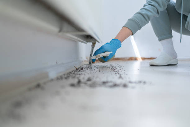 Best Affordable Pest Control Services  in Vincent, AL